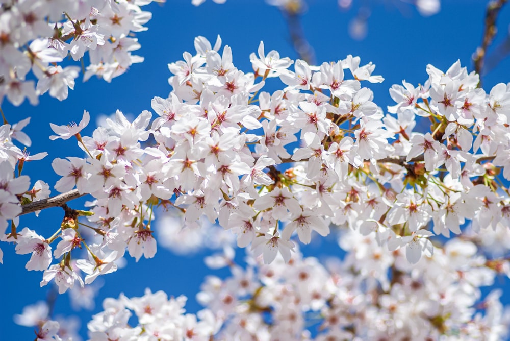 gros plan d’un arbre à fleurs blanches