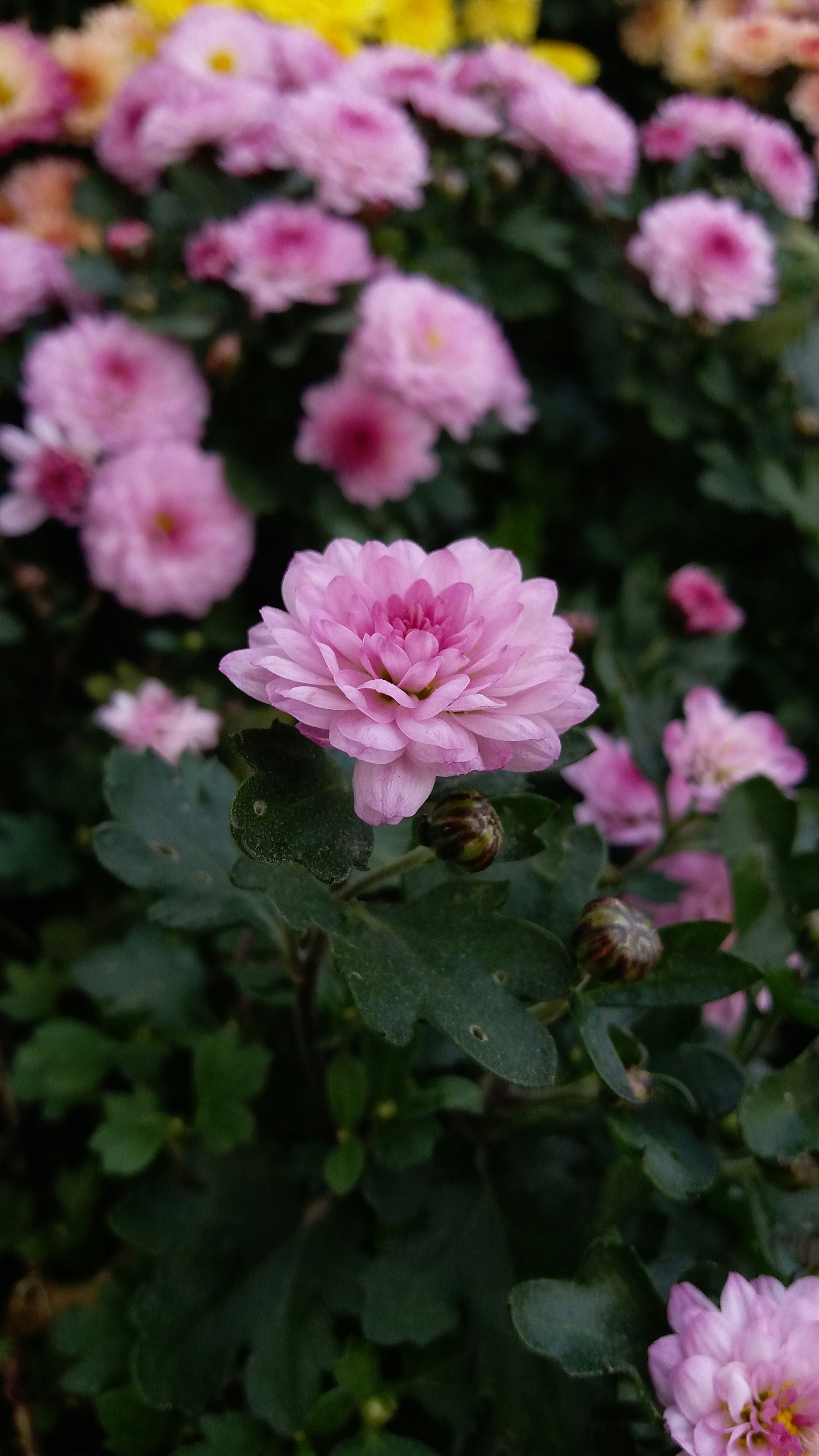 Photo by abdulrahmanelheyb