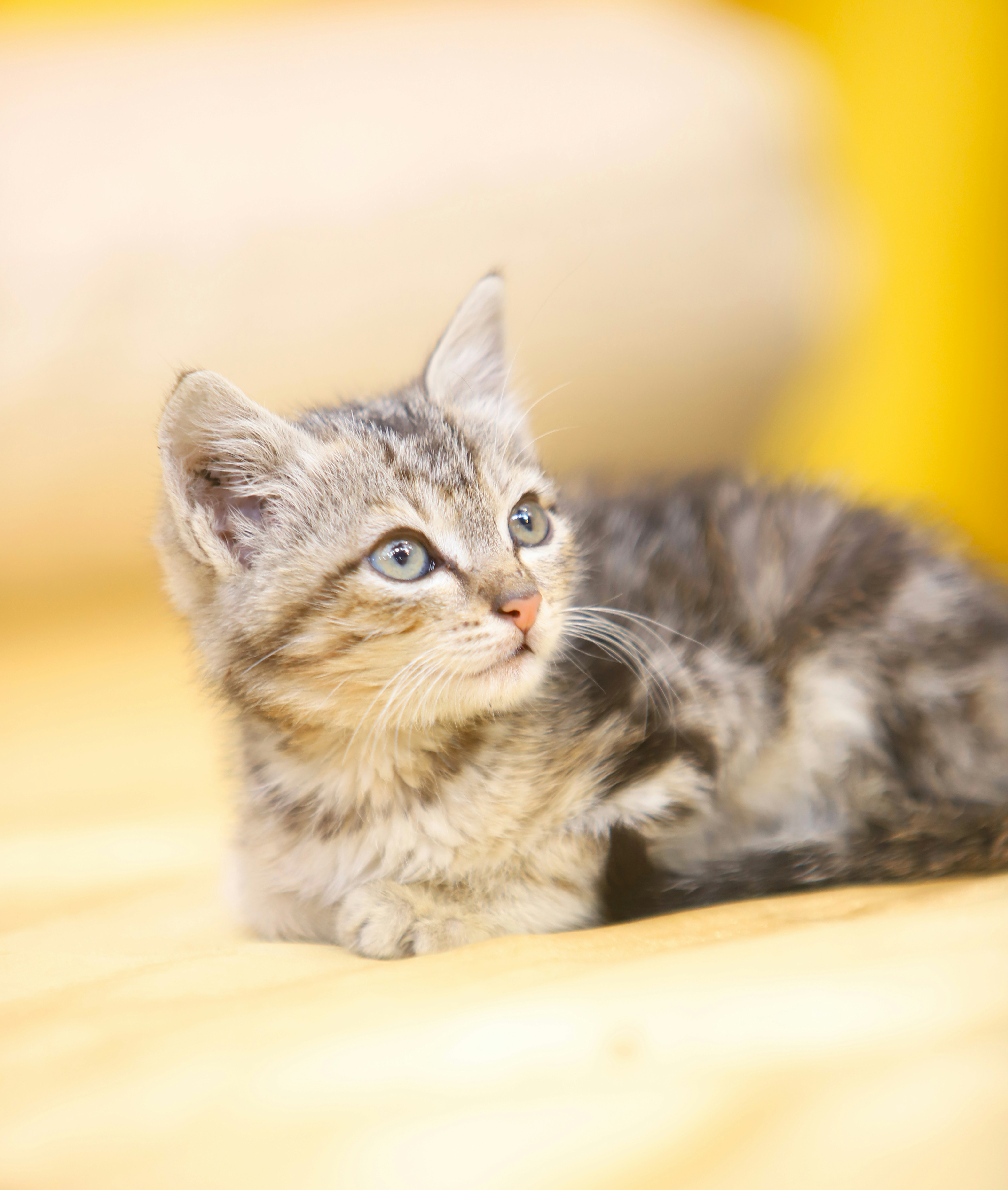 a small kitten laying on top of a wooden floor