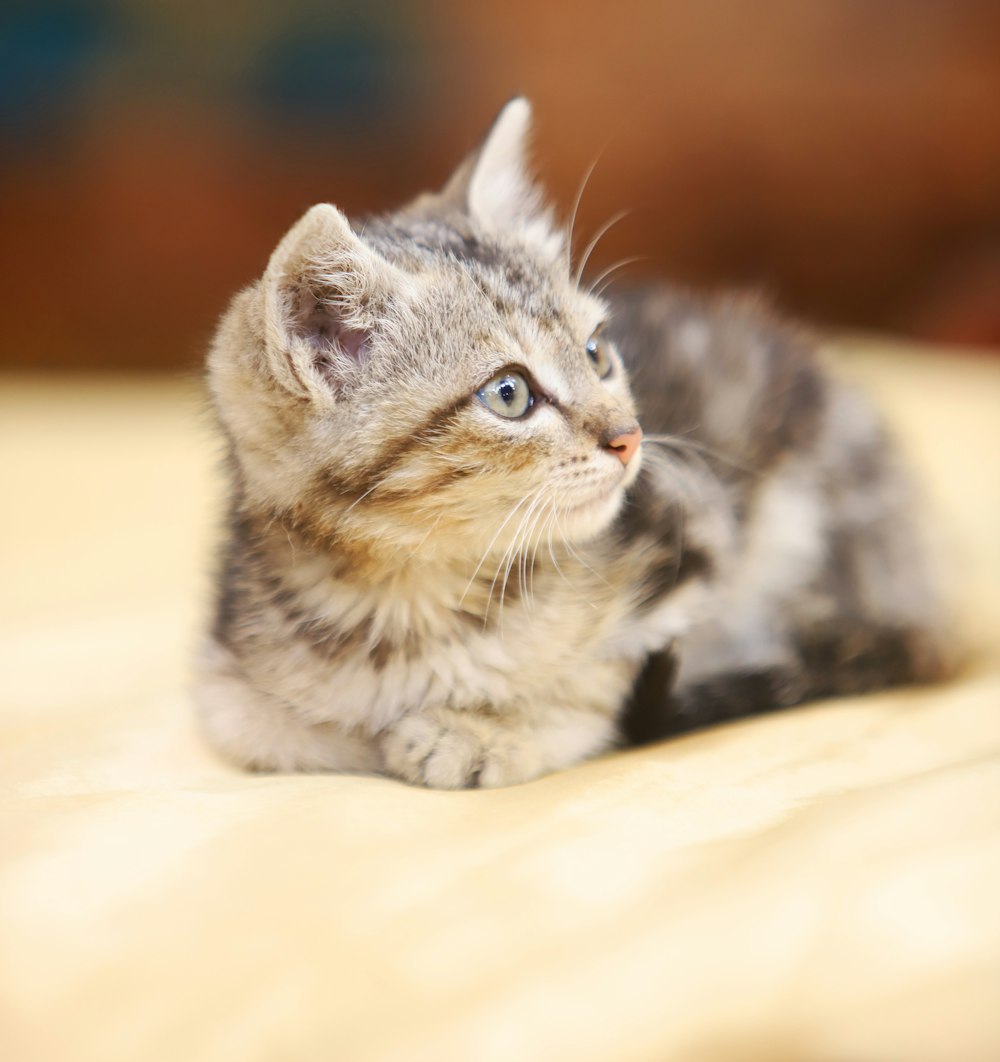 a small kitten sitting on top of a bed