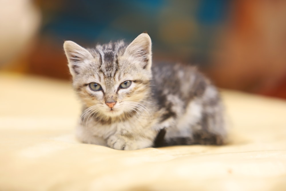 a small kitten sitting on top of a bed