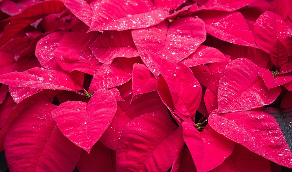 a bunch of red leaves with water droplets on them