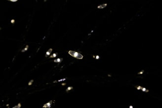 A serene dark background with scattered tiny lights resembling stars or fireflies.