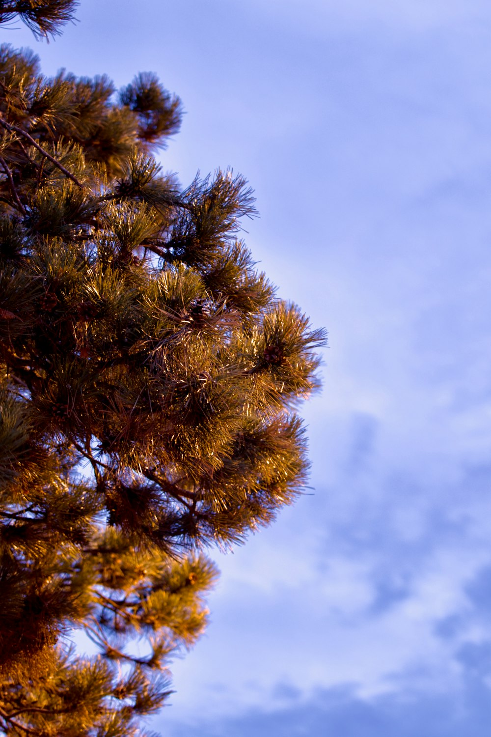 a bird is perched on top of a pine tree