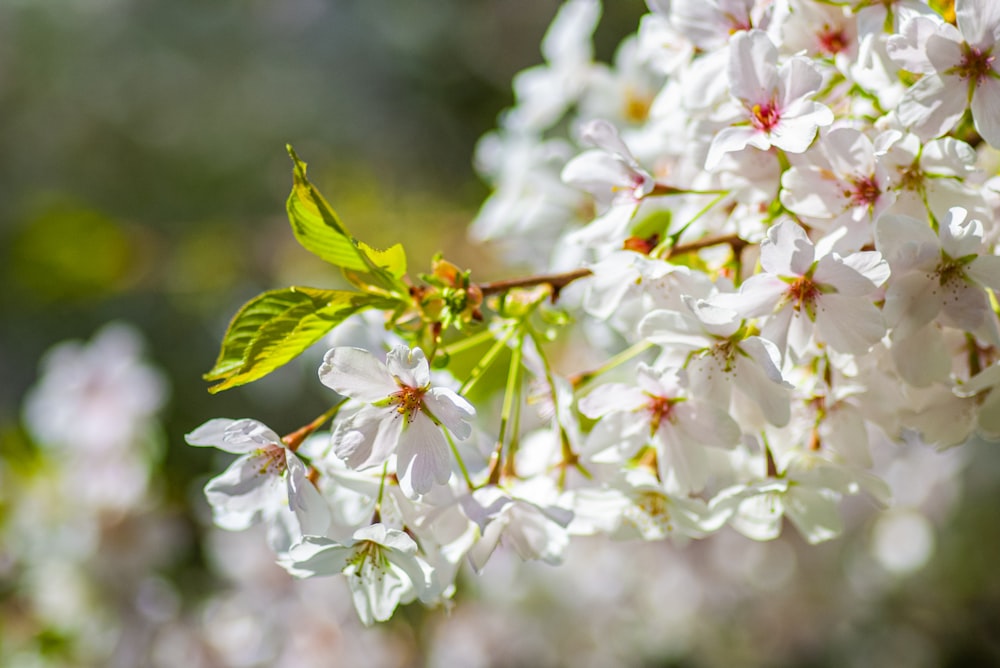 gros plan d’un bouquet de fleurs blanches