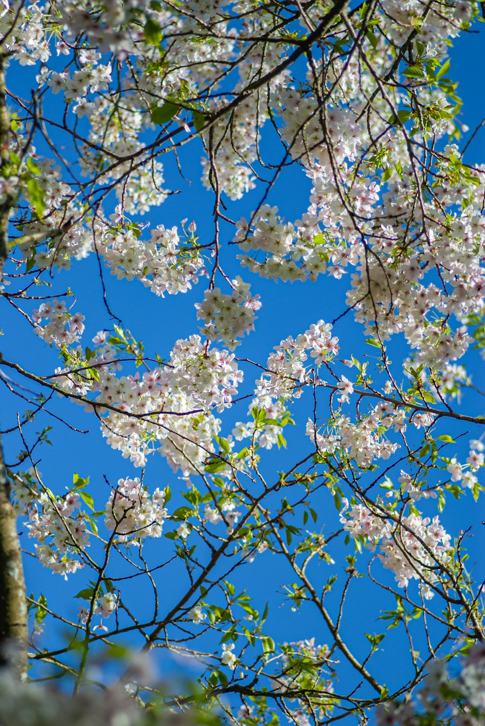 a tree with white flowers in the foreground and a blue sky in the background