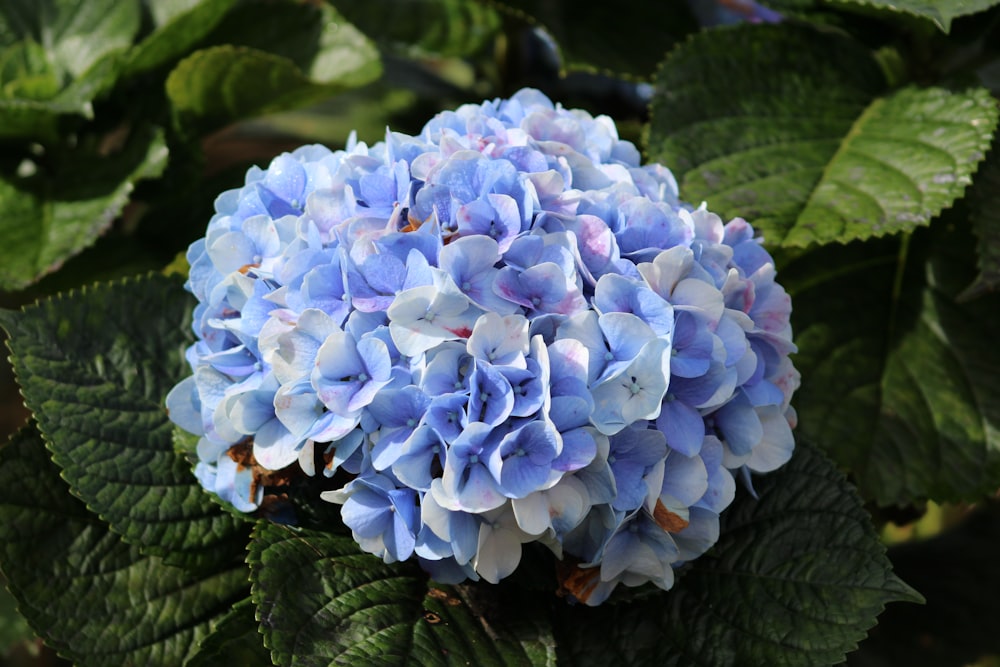 a close up of a blue flower with green leaves