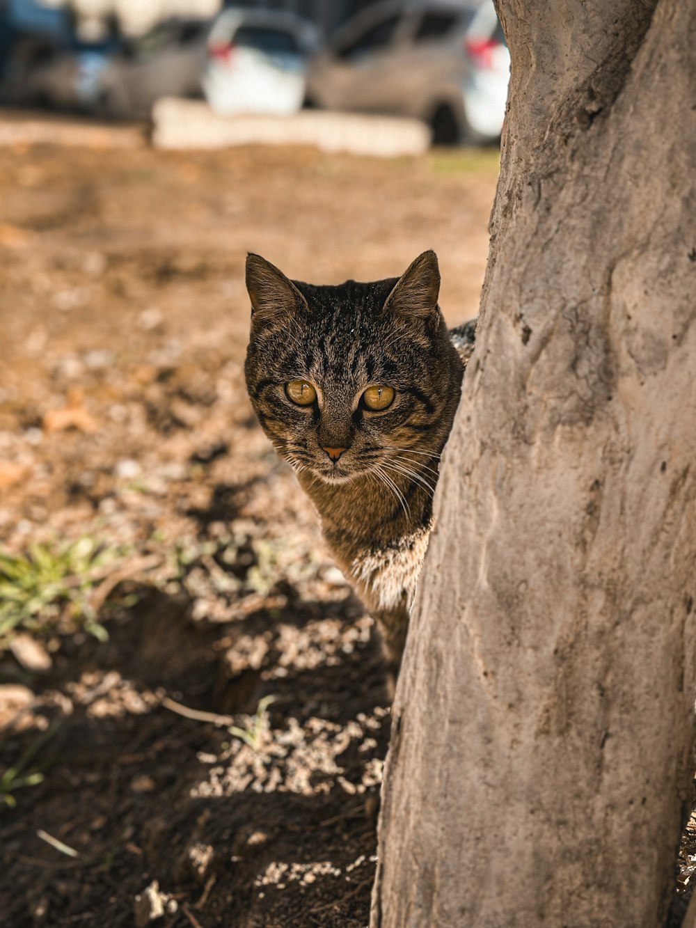 a cat peeking out from behind a tree