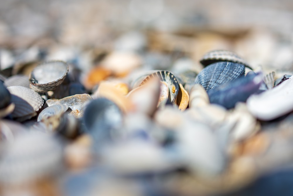 a bunch of seashells that are laying on the ground