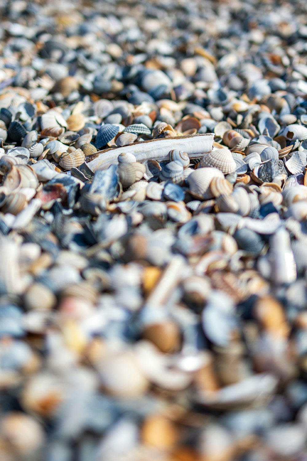 a bunch of seashells that are laying on the ground