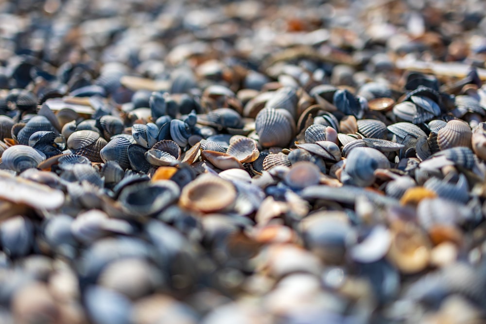 a close up of a bunch of seashells