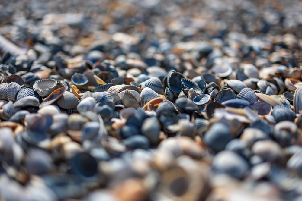 a bunch of shells that are laying on the ground