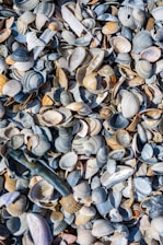 a bunch of seashells that are laying on the ground