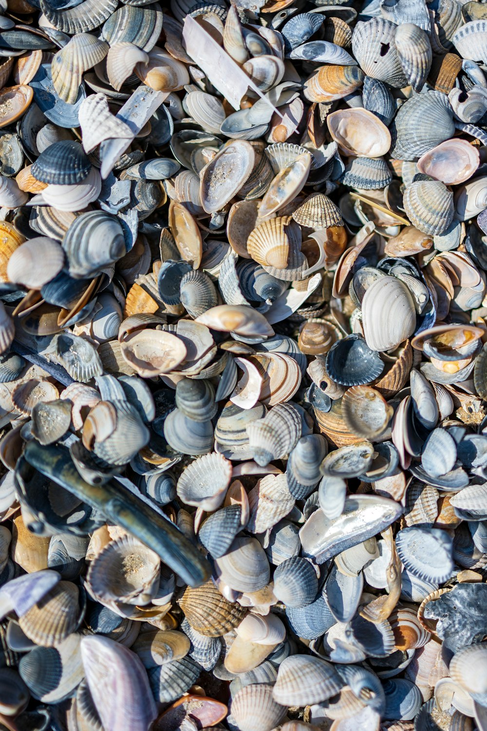 un montón de conchas marinas que yacen en el suelo