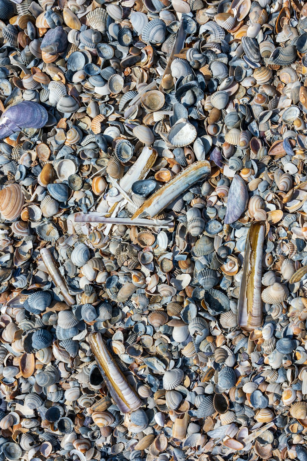 a bunch of seashells and seaweed on a beach