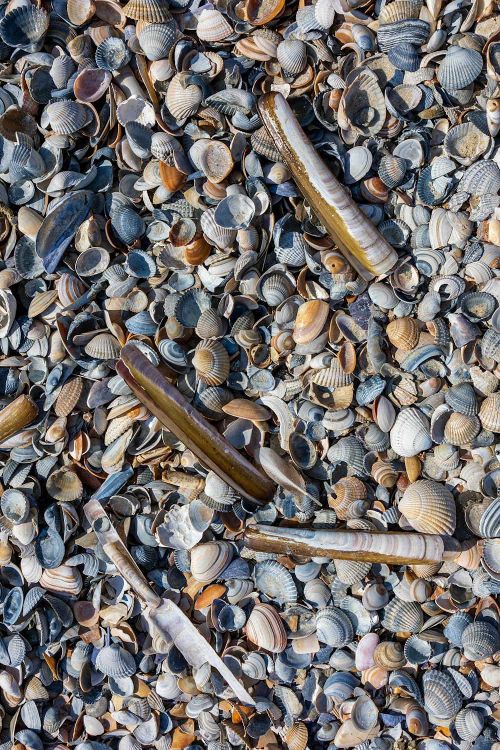 해변에 있는 조개껍데기와 해초