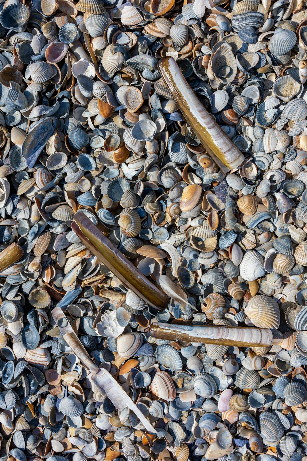 a bunch of seashells and seaweed on a beach