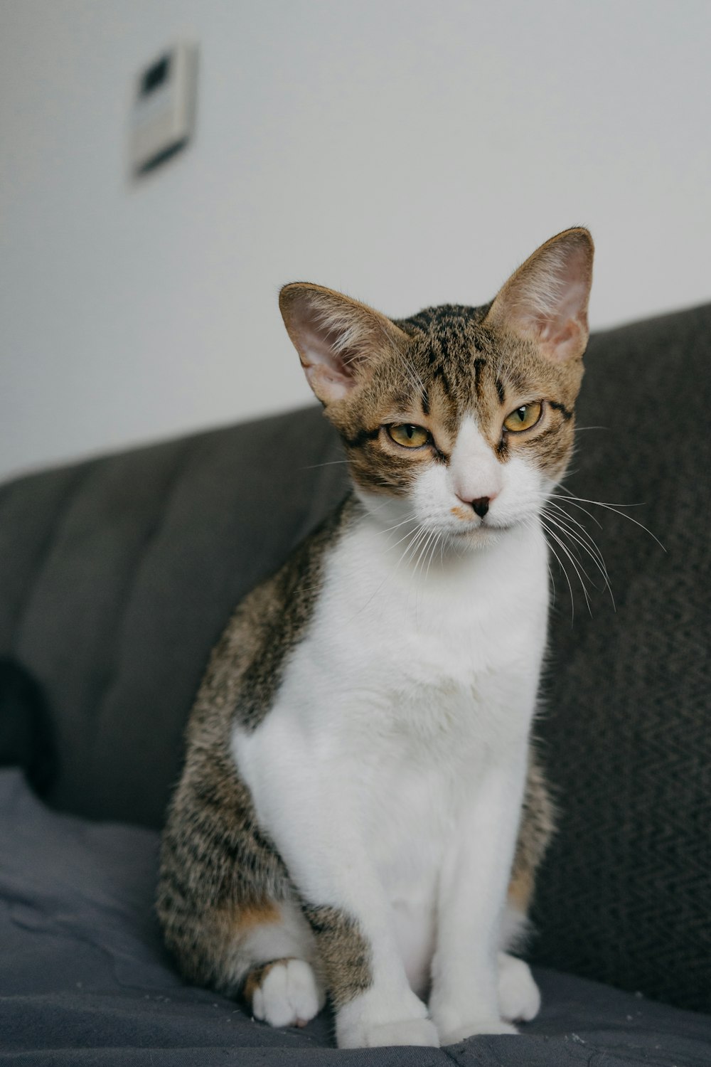 a cat sitting on a couch looking at the camera