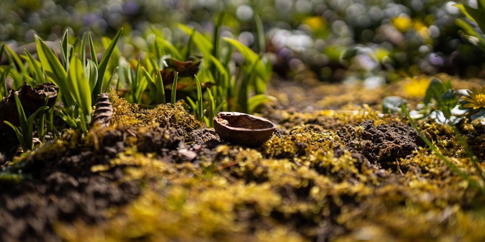 a wooden bowl sitting on top of a moss covered ground