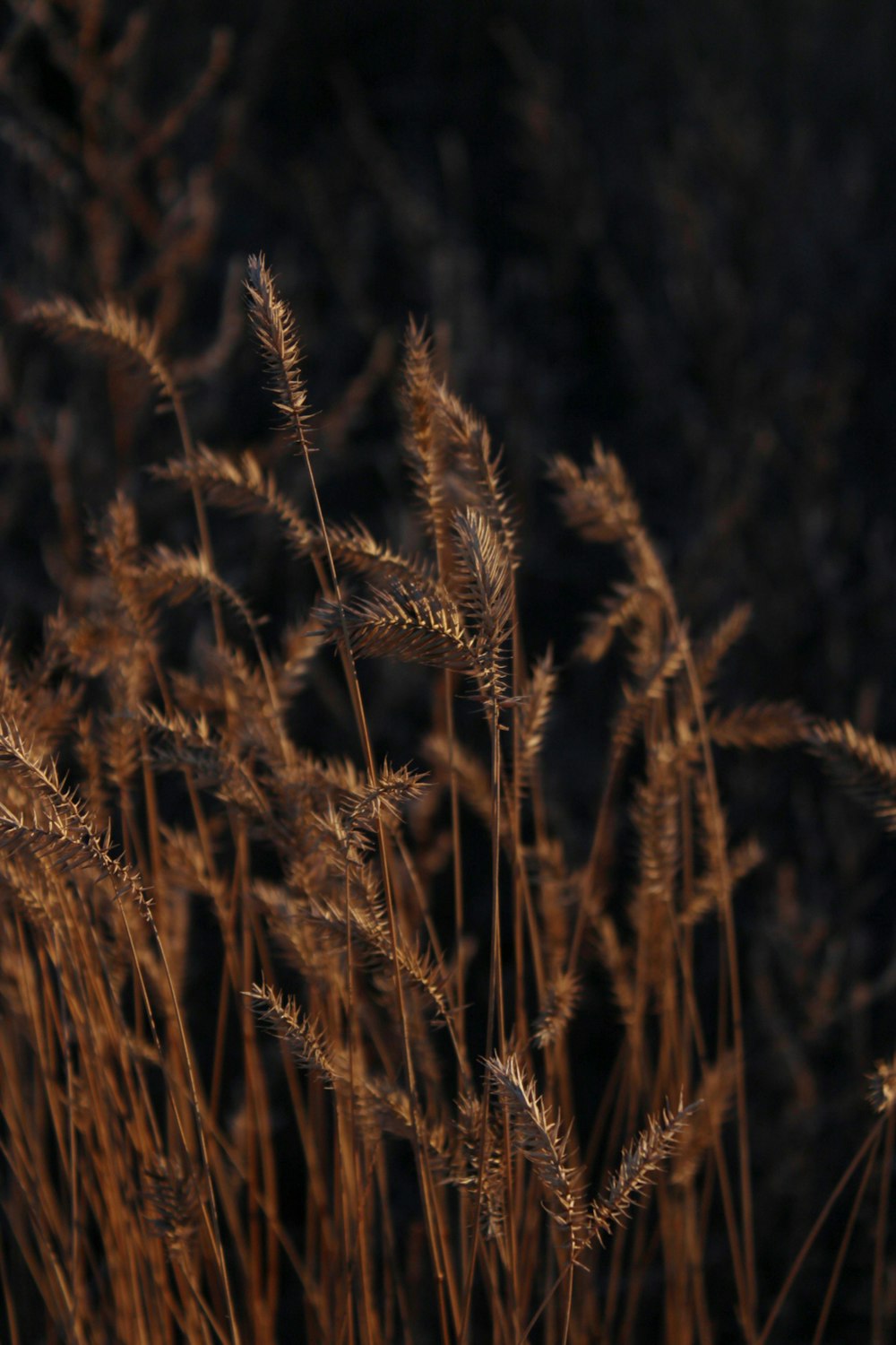 a close up of a bunch of tall grass