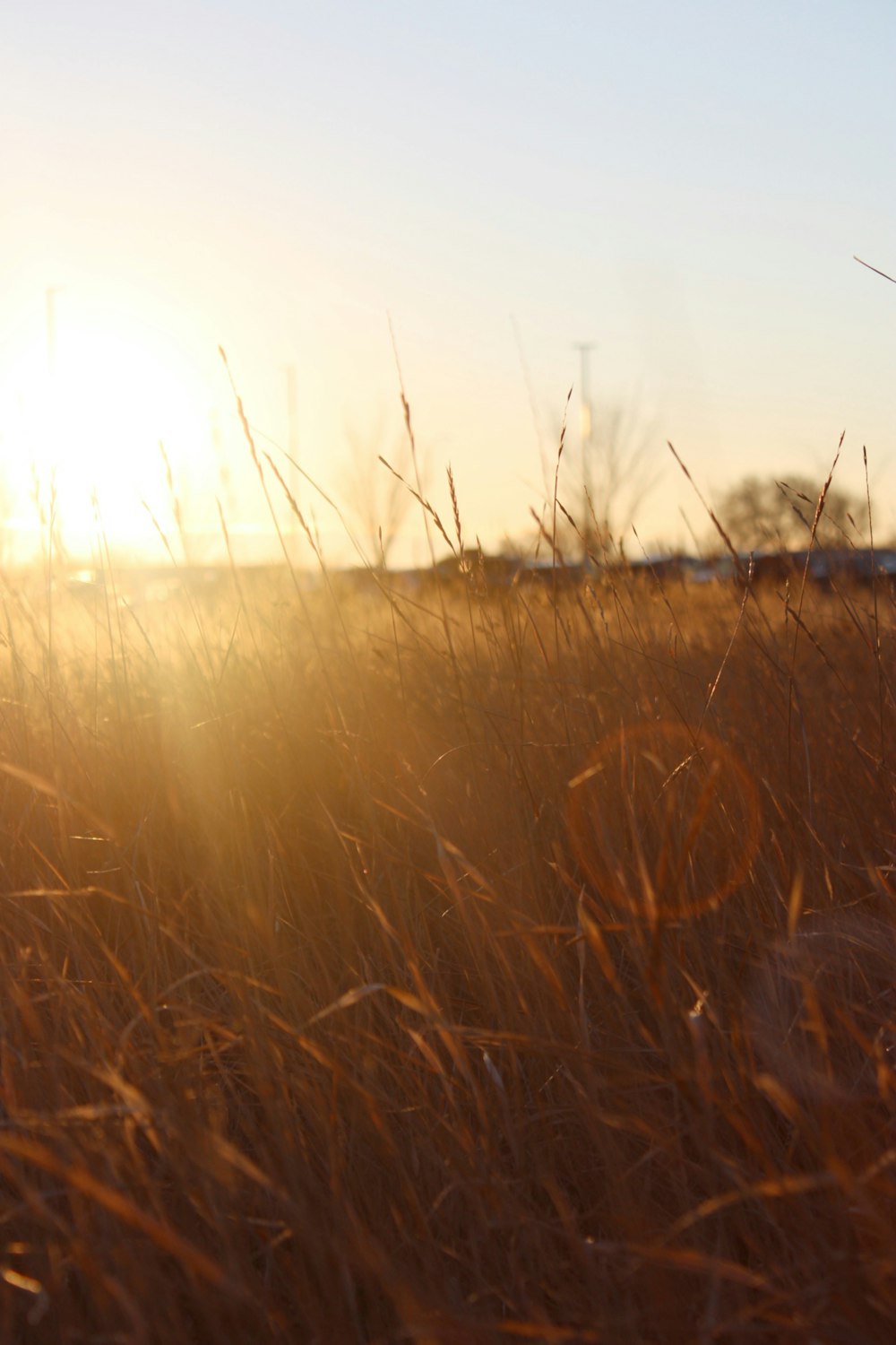 the sun is setting over a field of tall grass