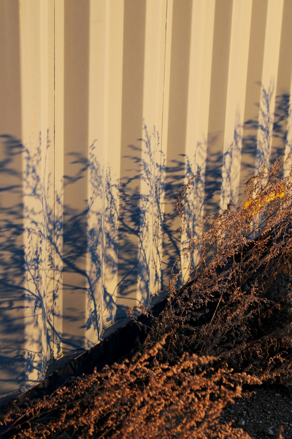 the shadow of a plant on the side of a building