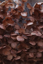 a close up of a bunch of leaves