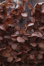 a close up of a bunch of leaves