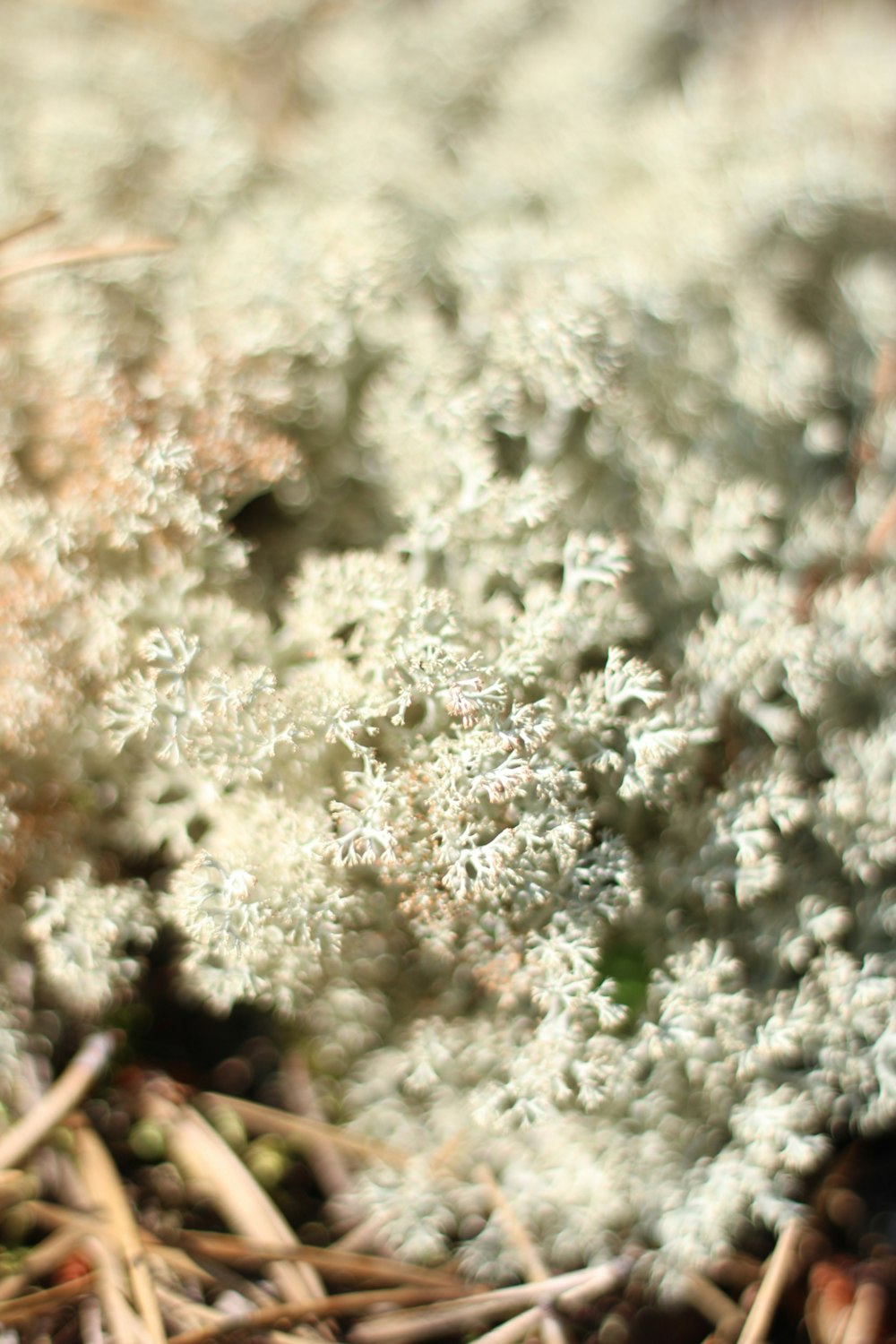 a close up of a plant with white flowers