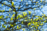 Young tree with fresh leaves growing steadily under a clear sky.