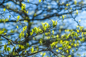 A friendly arborist gently pruning a vibrant green tree under a bright blue sky.