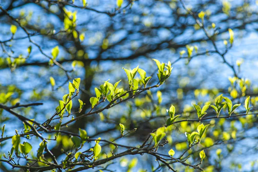 Young tree with fresh leaves growing steadily under a clear sky.