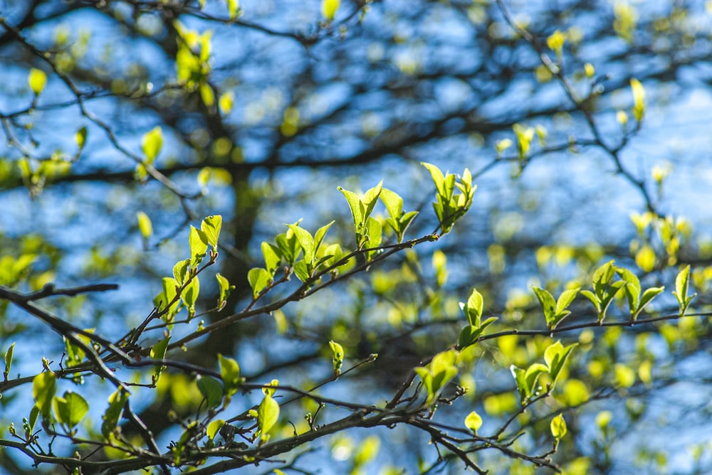 a tree branch with green leaves against a blue sky