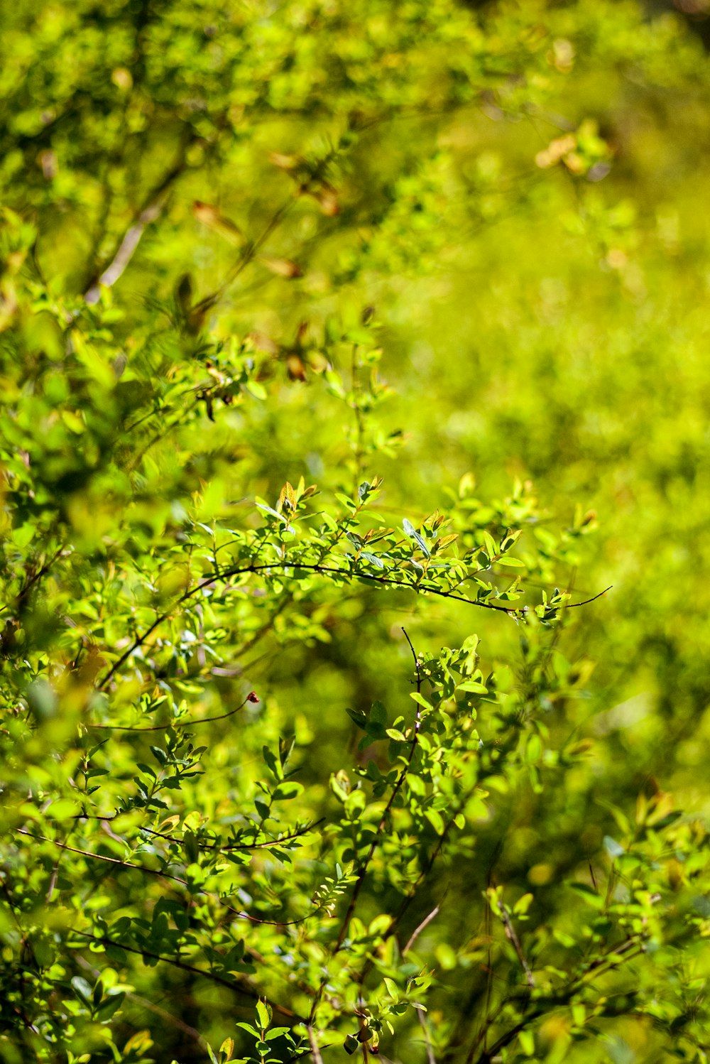 a bird sitting on top of a tree branch