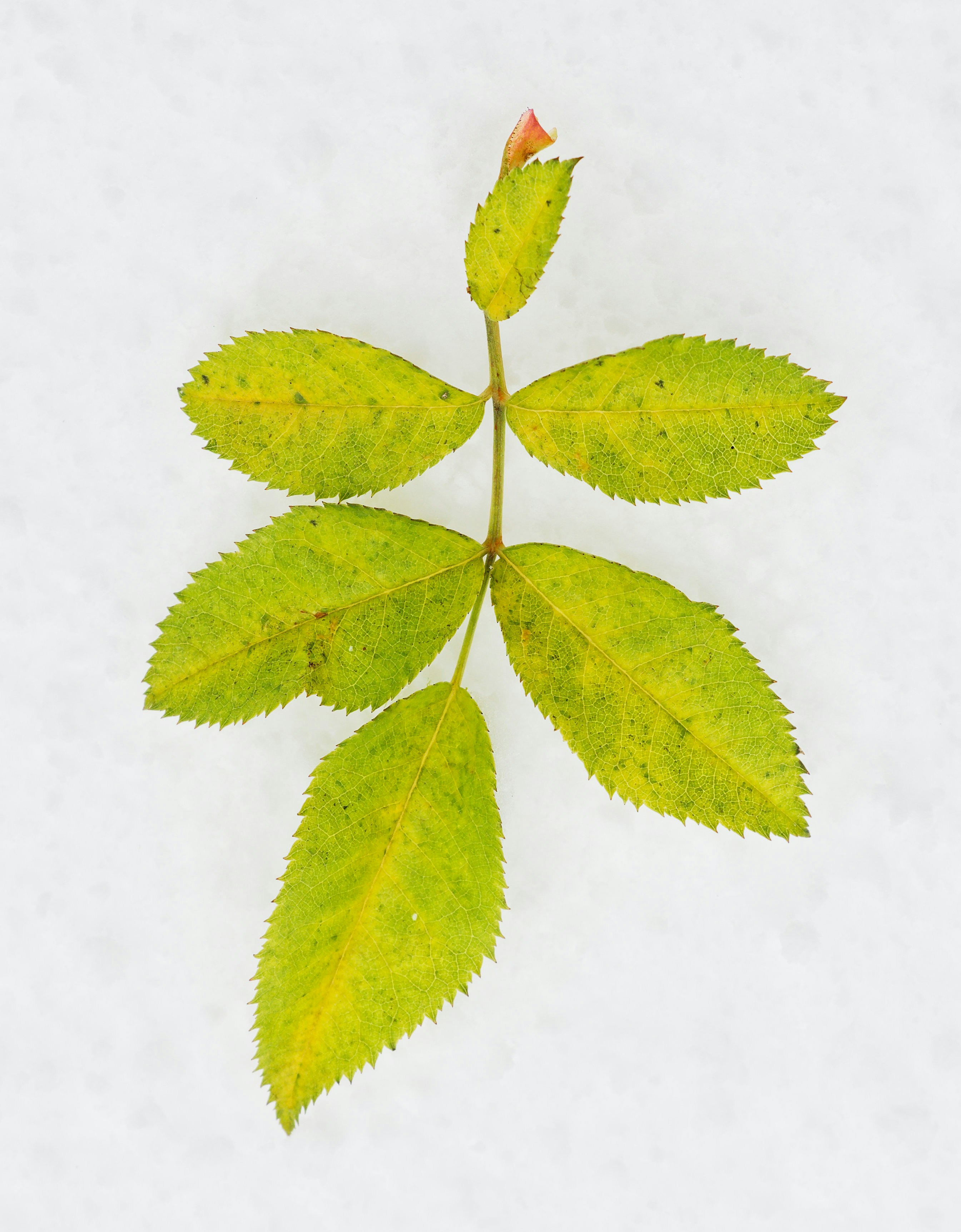 Photo by illes_cristi