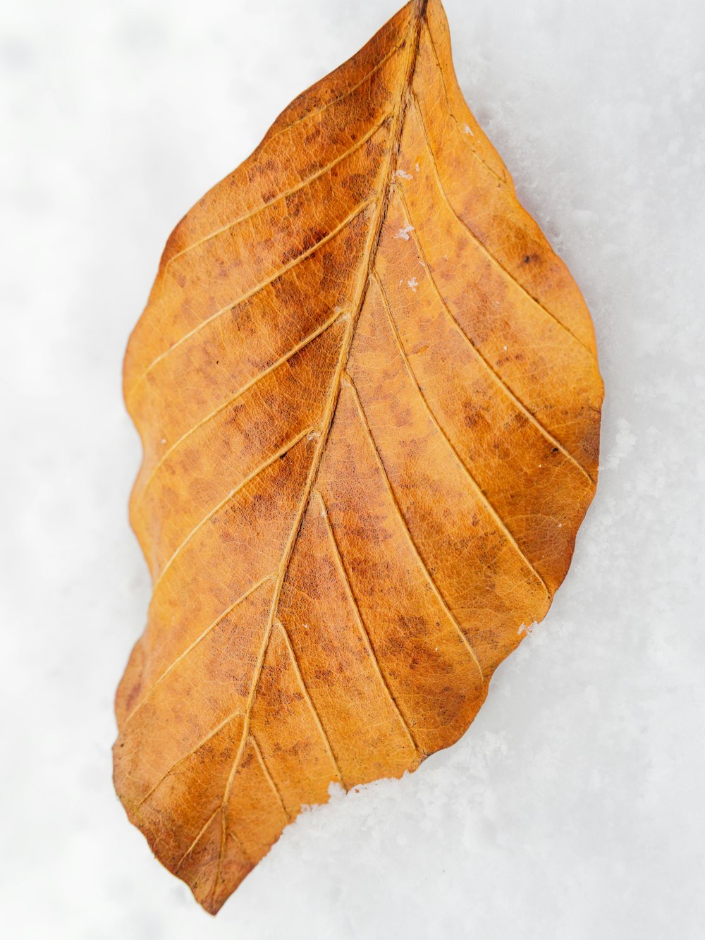 a single leaf laying on top of a snow covered ground