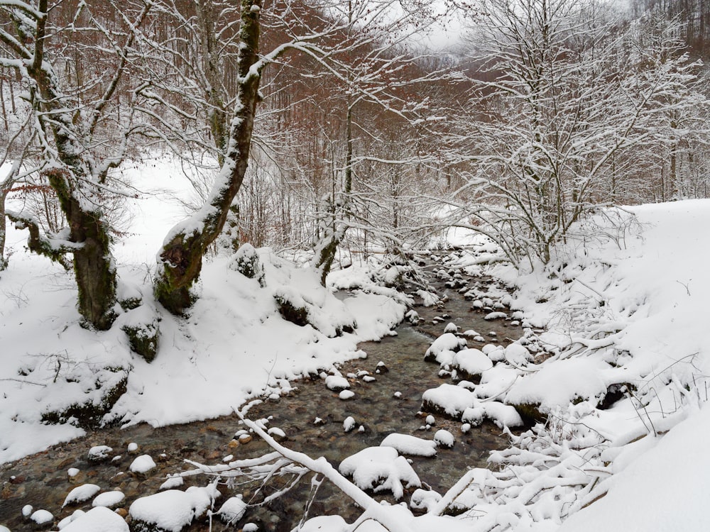 a stream running through a snow covered forest