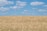 A farmer inspecting golden wheat fields under a clear blue sky.