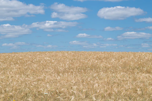 Freshly harvested golden wheat fields stretching under a clear blue sky.