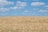 A farmer inspecting golden wheat fields under a clear blue sky.