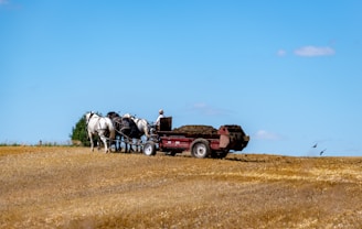 A rural scene featuring a person riding a horse-drawn cart carrying a load of hay or manure on a golden field under a clear blue sky. Several birds are flying nearby, adding to the pastoral setting.
