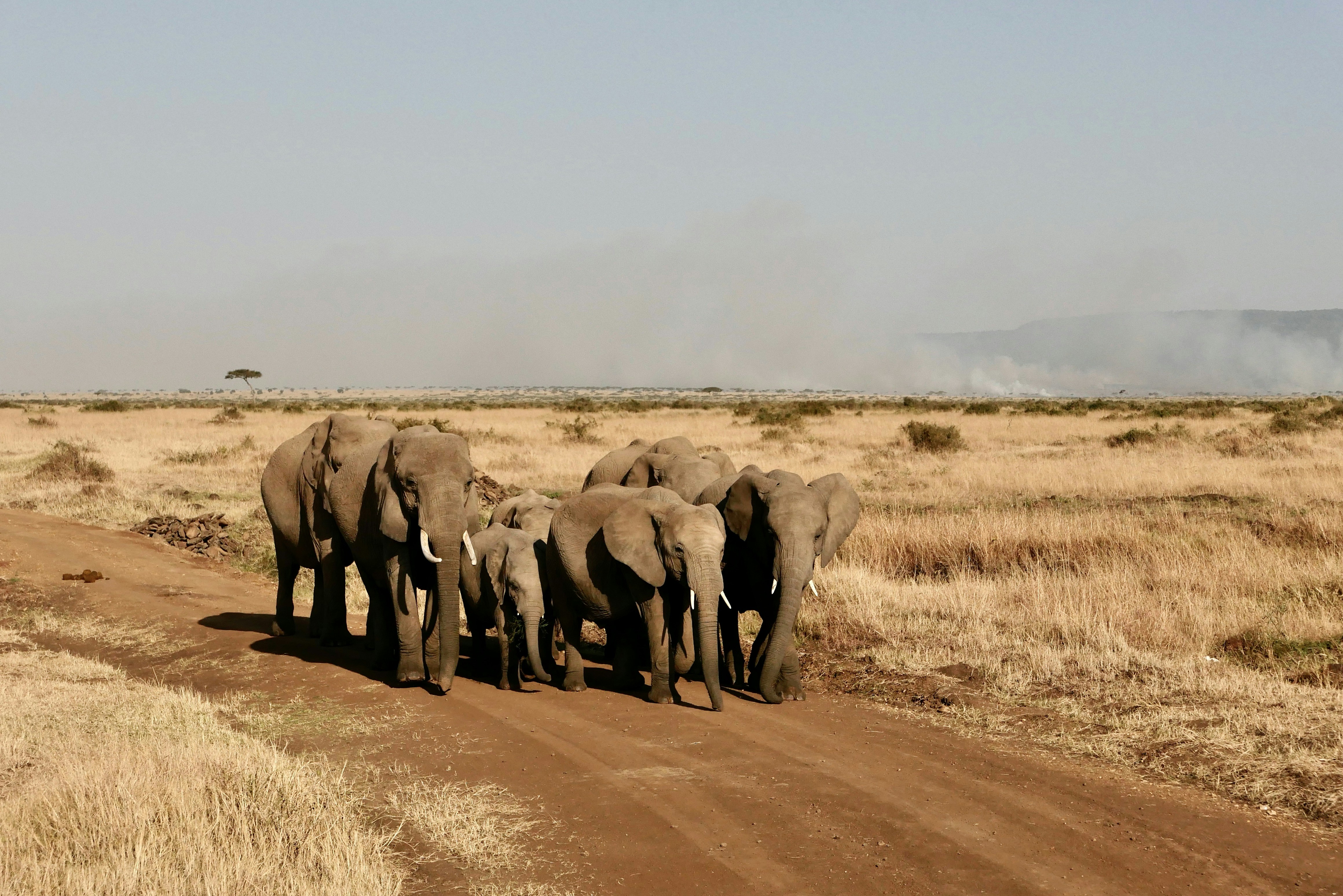 Large elephant herd walking through dry savanna in Hwange National Park