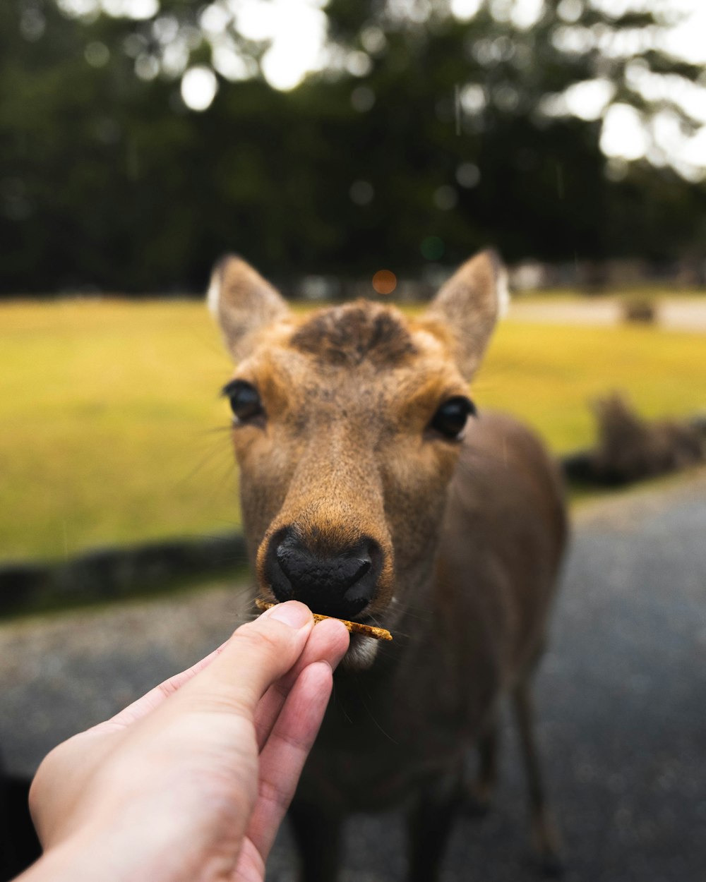 a person feeding a deer a piece of food