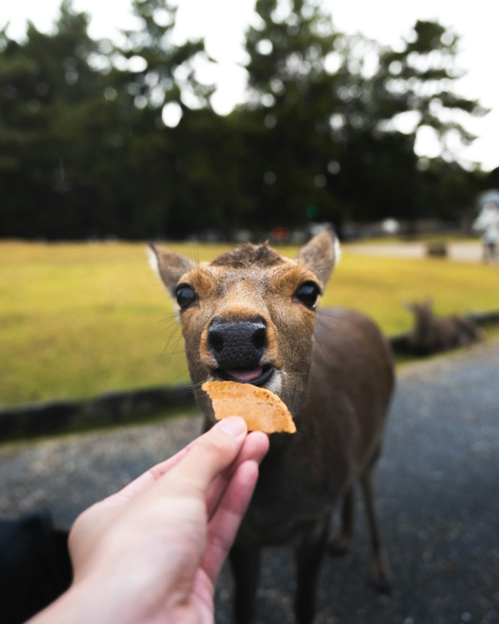 una persona che tiene un pezzo di cibo a un cervo