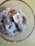 A fuzzy, blue-gray mold has formed in a circular pattern on the surface of a liquid in a clear glass container. The mold has a central off-white spot, and there are some small droplets of liquid visible on its surface.