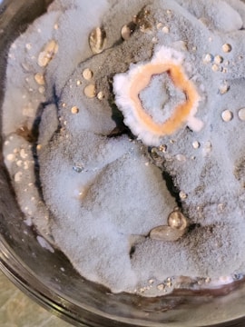 A close-up of mold growth with a circular pattern in shades of grey and blue, featuring a central area with a distinct peach and white outline. Small droplets of moisture are scattered across the fuzzy surface, giving it a textured appearance.