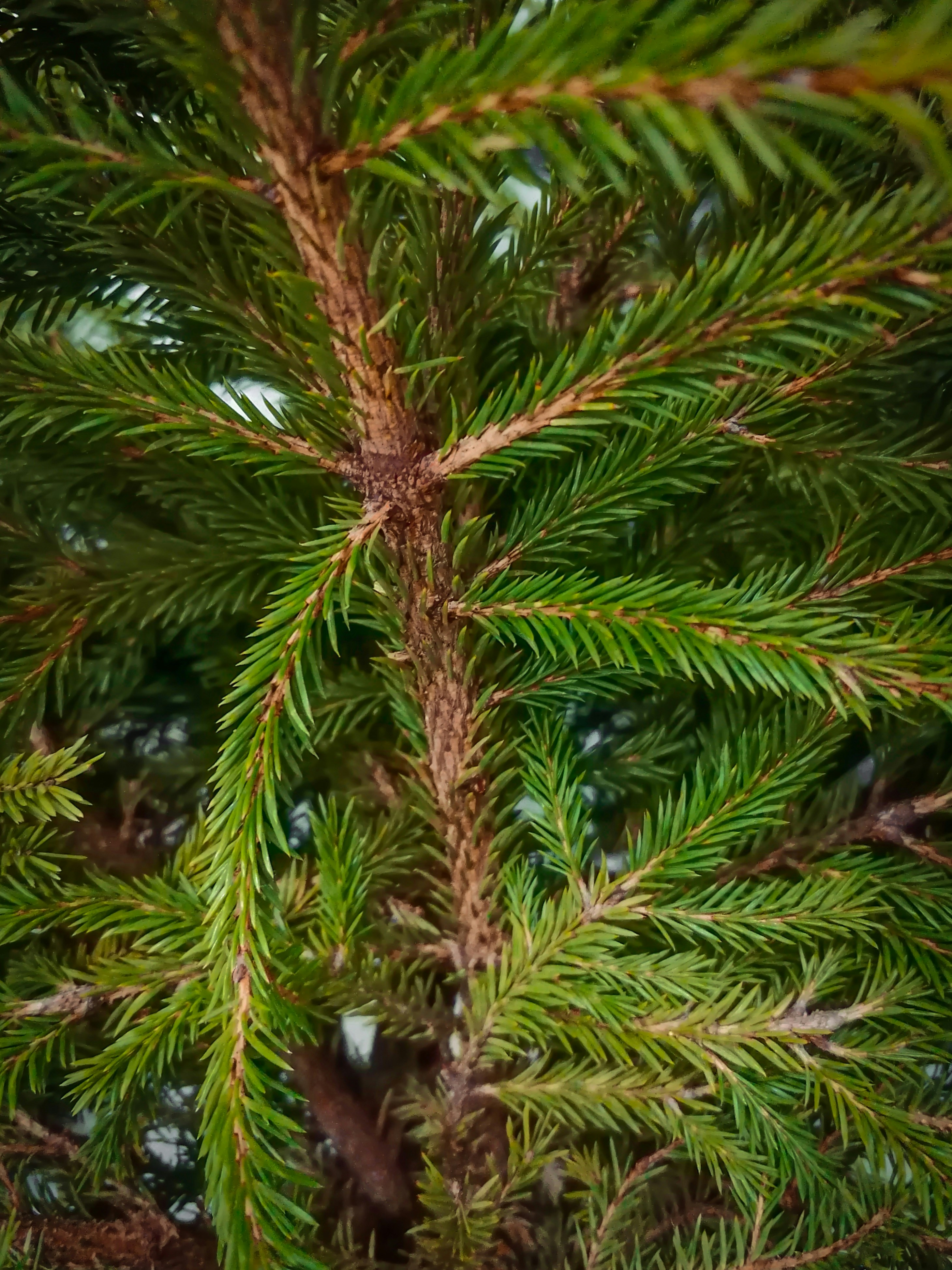 Photo by mariamaximova