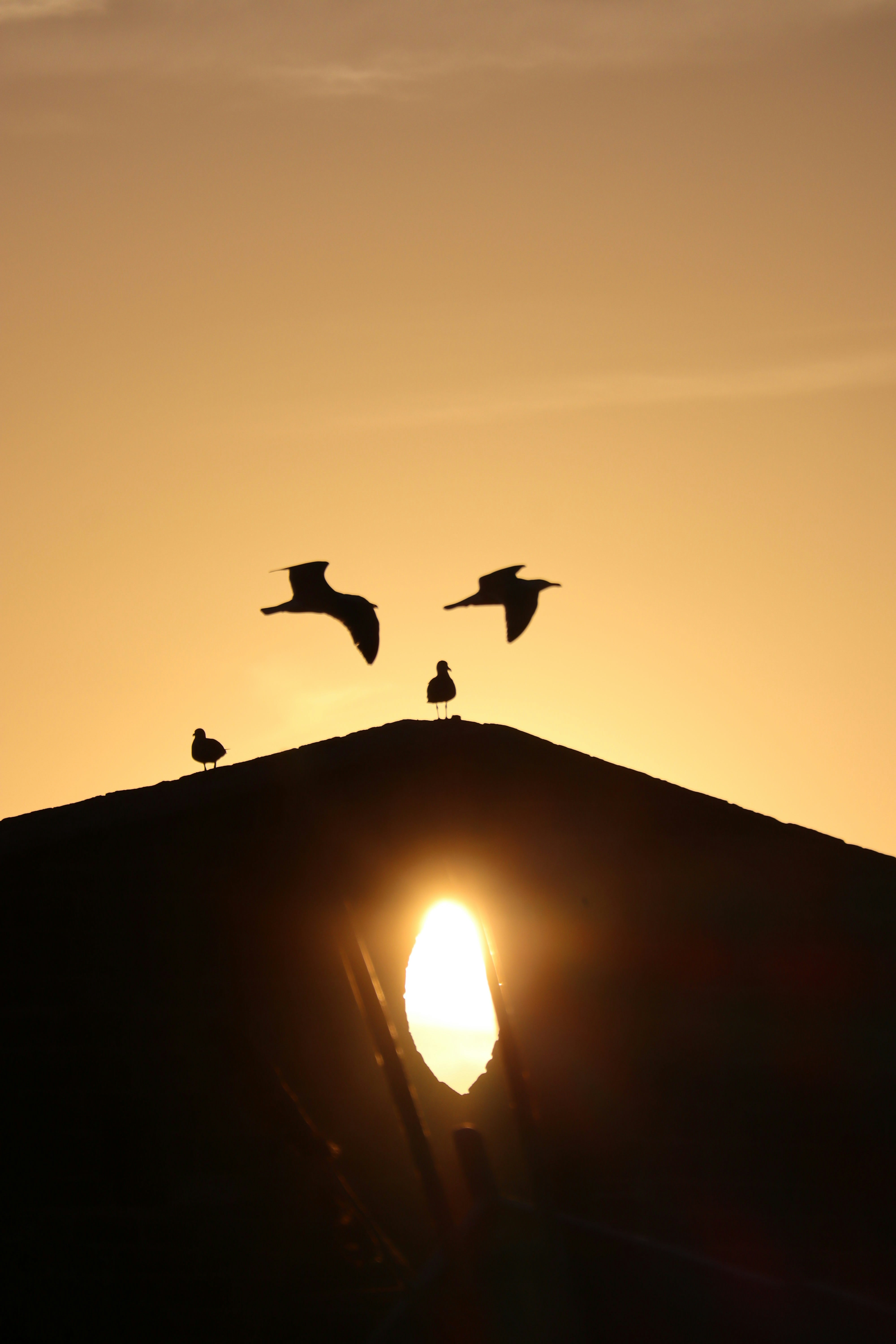 une volée d’oiseaux volant au-dessus d’un coucher de soleil