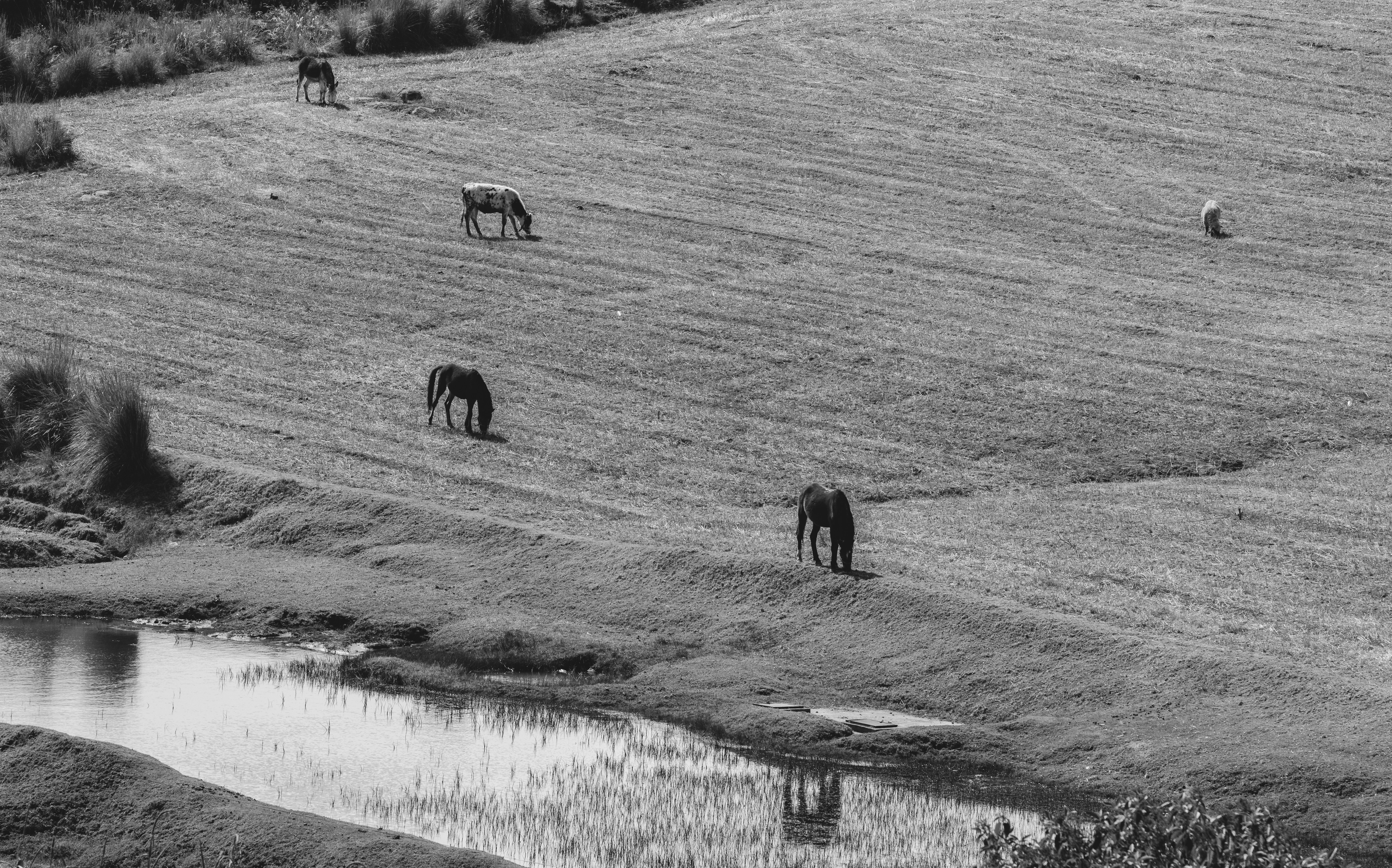 a herd of horses grazing on a dry grass field