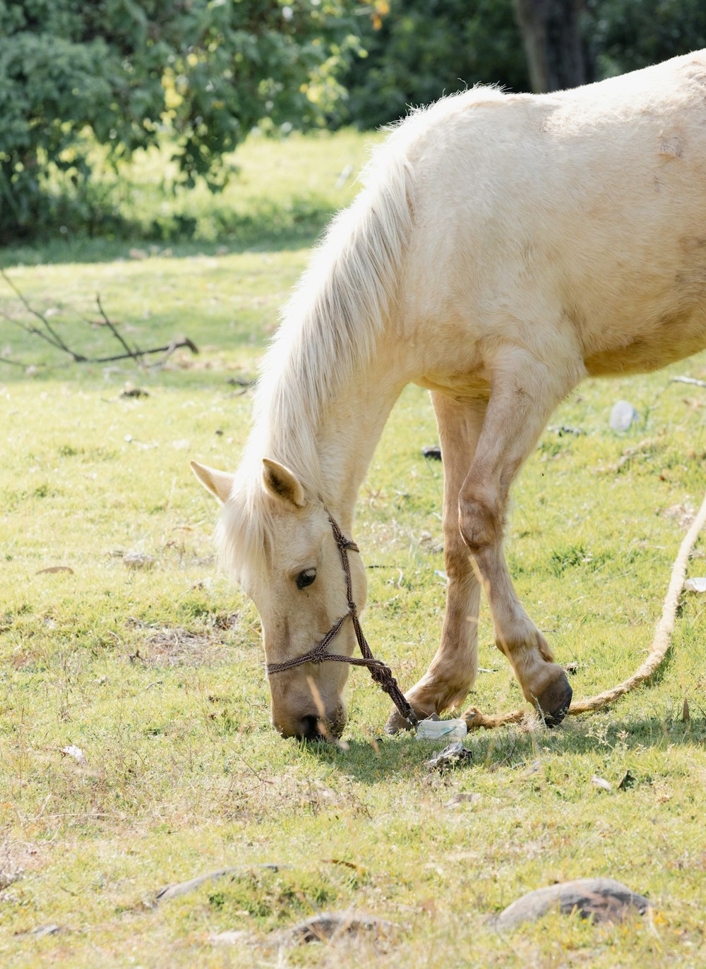 a white horse eating grass in a field